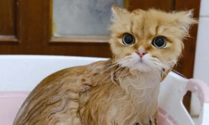 宠物猫需要洗澡吗