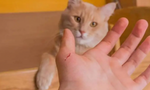 猫咪为什么要抓伤人