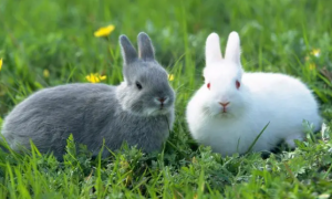 兔子各种便便代表什么