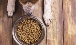 如何判断狗粮是否真的假的