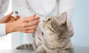 给猫打疫苗要花多少钱