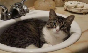 猫咪洗澡为什么不动就跑来跑去