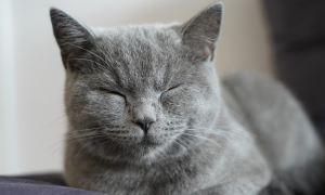 猫咪为什么睡觉总是睁眼睛呢