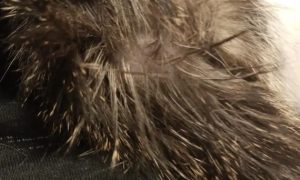 猫咪尾巴上的毛一撮黏黏的
