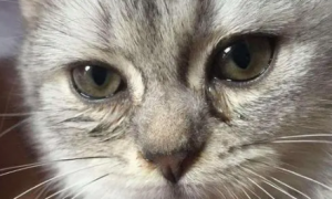 猫咪眼睛周围凹陷是为什么呢