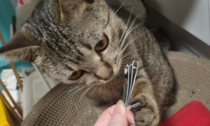 剪了猫咪的血线怎么办