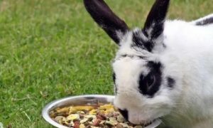 兔子扒兔粮怎么回事
