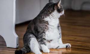 为什么猫咪要长胖