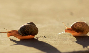 两只蜗牛会不会打架