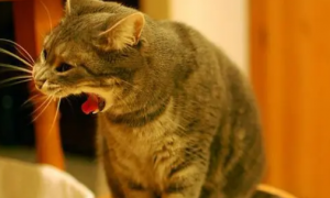 猫咪不吃东西吐黄水怎么回事