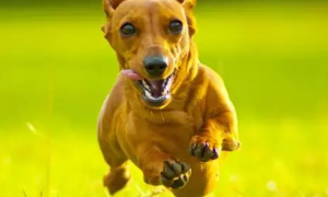 为什么狗狗喜欢跑