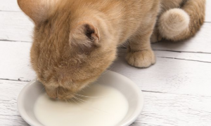 猫咪能喝的牛奶有哪些