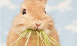 幼兔吃什么草