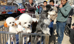 天津买狗宠物市场在哪