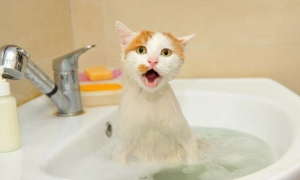 猫咪需要每天洗澡吗
