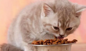 猫咪为什么不吃新猫粮