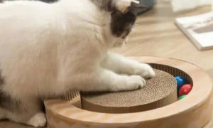 猫咪为什么说它就抓板子呢