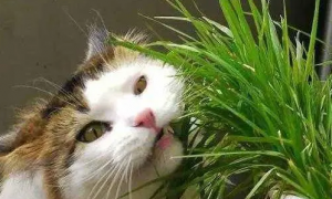 猫为啥要吃猫草