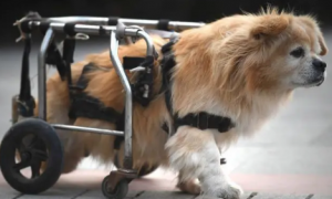 为什么狗狗会坐轮椅上不动