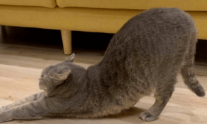 为什么猫咪会蹲下翘屁股