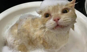 猫咪洗澡难的原因