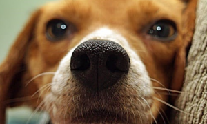为什么狗狗鼻子比人好养