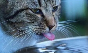 猫咪喝水会呛到是为什么原因