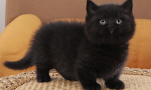矮脚猫纯黑大概多少钱