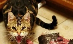 为什么猫护食不能惯着