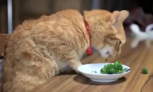 为什么猫咪不吃蔬菜叶子的原因