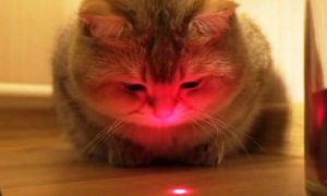 为什么猫咪追逐激光点