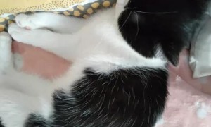 猫咪为什么把头抬高睡觉
