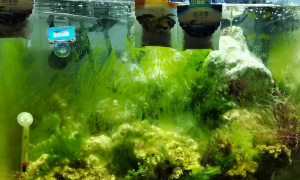 鱼缸水草绿藻怎么去除