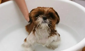 小狗洗澡一次多少钱