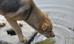 为什么狗狗爱喝脏水