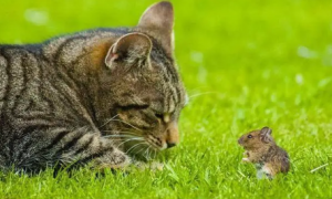 猫真的怕老鼠吗