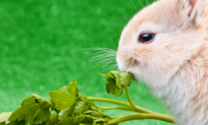 幼兔吃什么草最好
