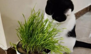 猫草能种多久