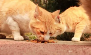 猫为啥埋食物
