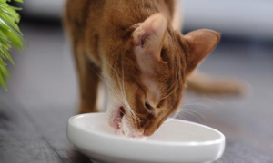 为什么猫咪不爱吃主食呢