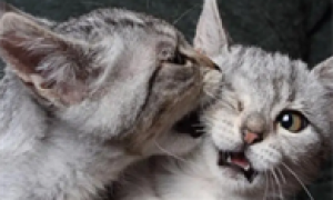 猫咪为什么咬住同类不放嘴