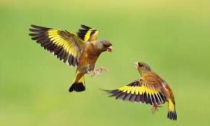 野生金翅雀能养活吗