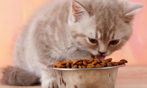 猫咪为什么要换食物吃