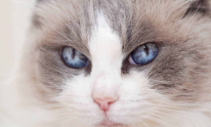 为什么猫咪抗拒擦眼睛