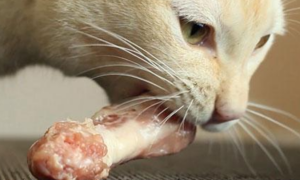 猫咪为什么喜欢捡骨头吃呢