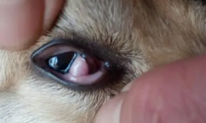 小狗眼睛红肿突出一块肉
