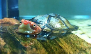 红面龟和白唇龟的区别