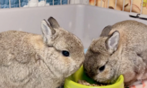 兔子要一直吃兔粮吗