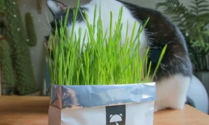 种植猫草用什么土