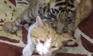 猫咪跟小老虎是同一种动物吗